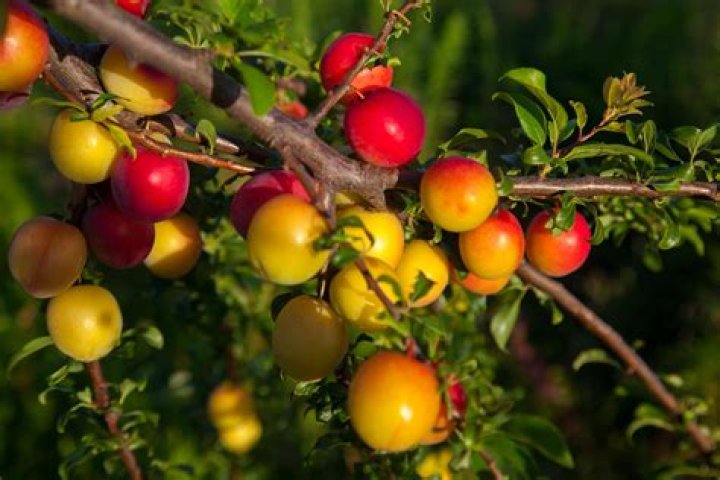 Are mirabelle plums illegal in the us?