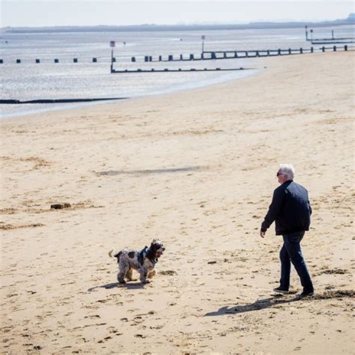 Can dogs go on the beach at dymchurch?