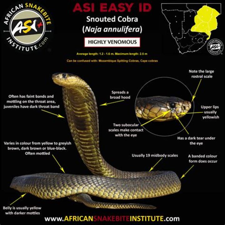How big is a snouted cobra?